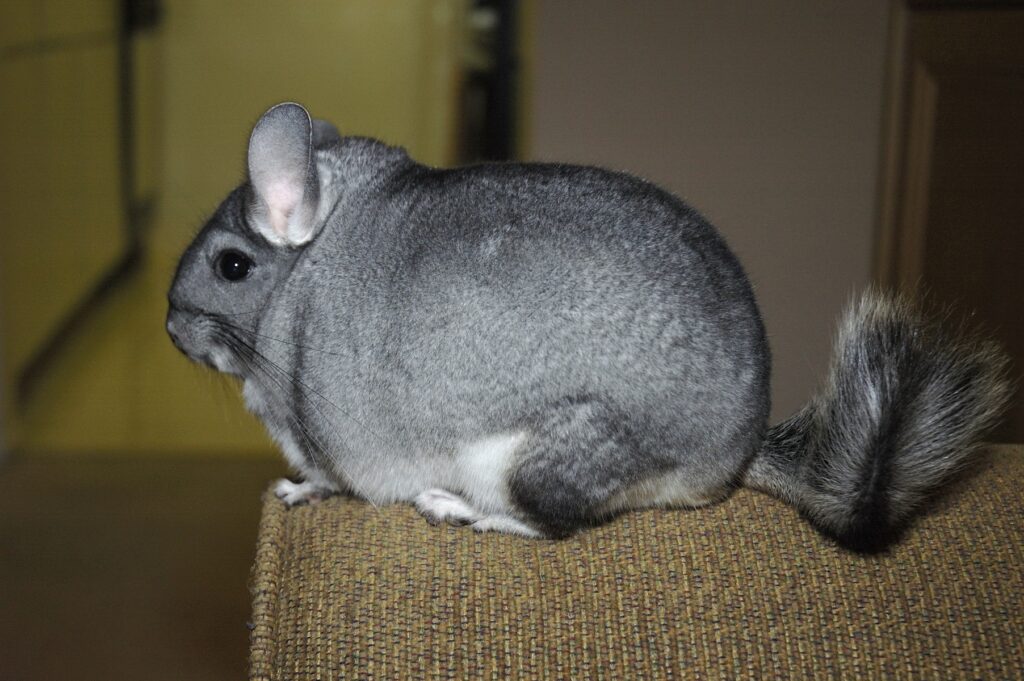 Adorable Chinchilla Wallpaper - Soft Fur & Bushy Tail in Profile