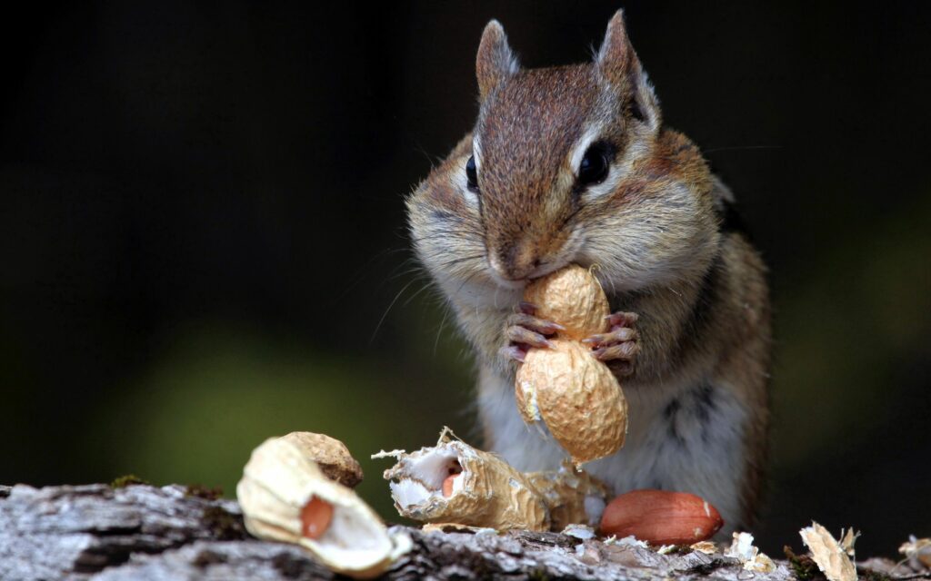 Adorable Chipmunk Enjoying Peanuts - Nature Wallpaper 2560x1600