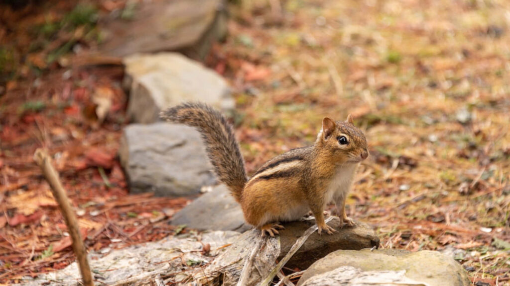 Charming Chipmunk in Autumn Foliage: Earthy Nature Wallpaper