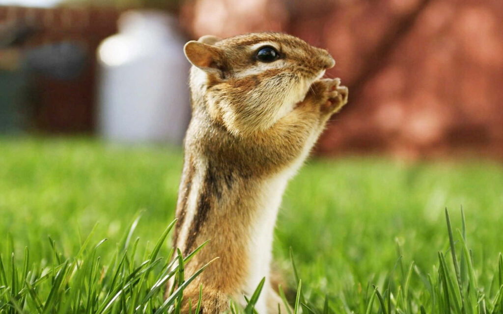 Charming Chipmunk Wallpaper: Curiosity in Lush Green Grass