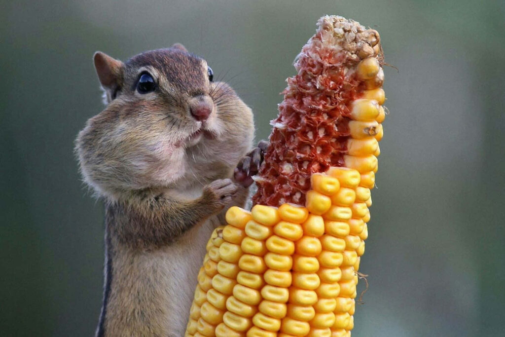 Adorable Chipmunk Munching Corn Cob - Whimsical Close-Up Wallpaper