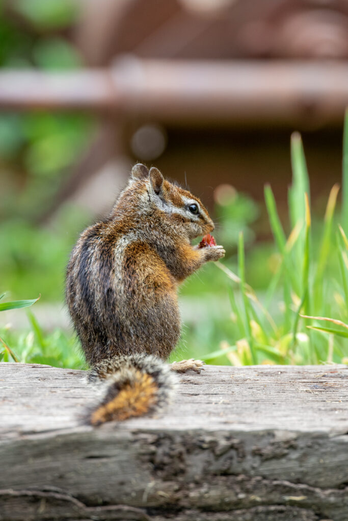 Adorable Chipmunk Mid-Snack: High-Res Nature Wallpaper 3648x5472