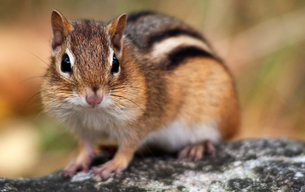 Adorable High-Res Chipmunk Wallpaper in Soft Natural Background