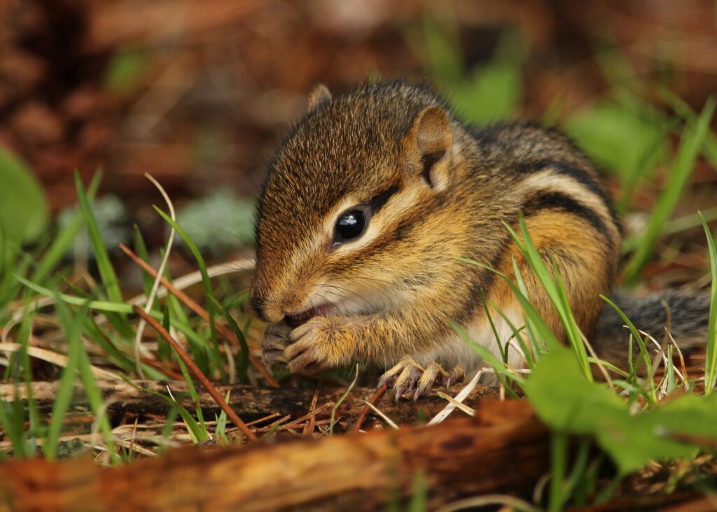 Charming Chipmunk Wallpaper: Adorable Rodent in Serene Grass Scene