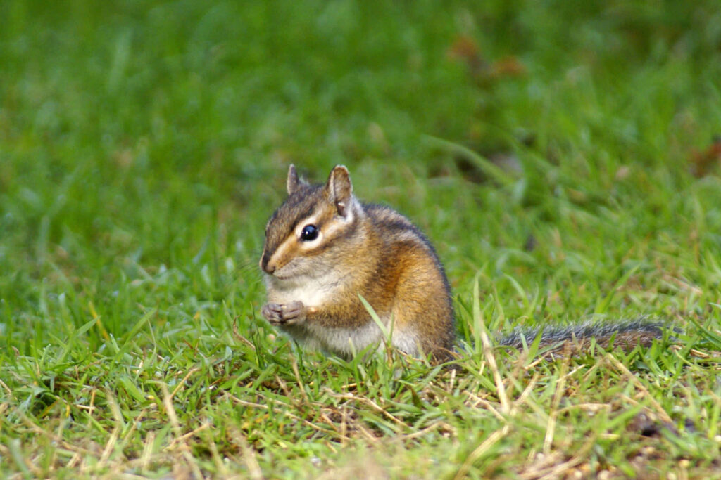Adorable Chipmunk on Lush Green Grass - Charming Nature Wallpaper