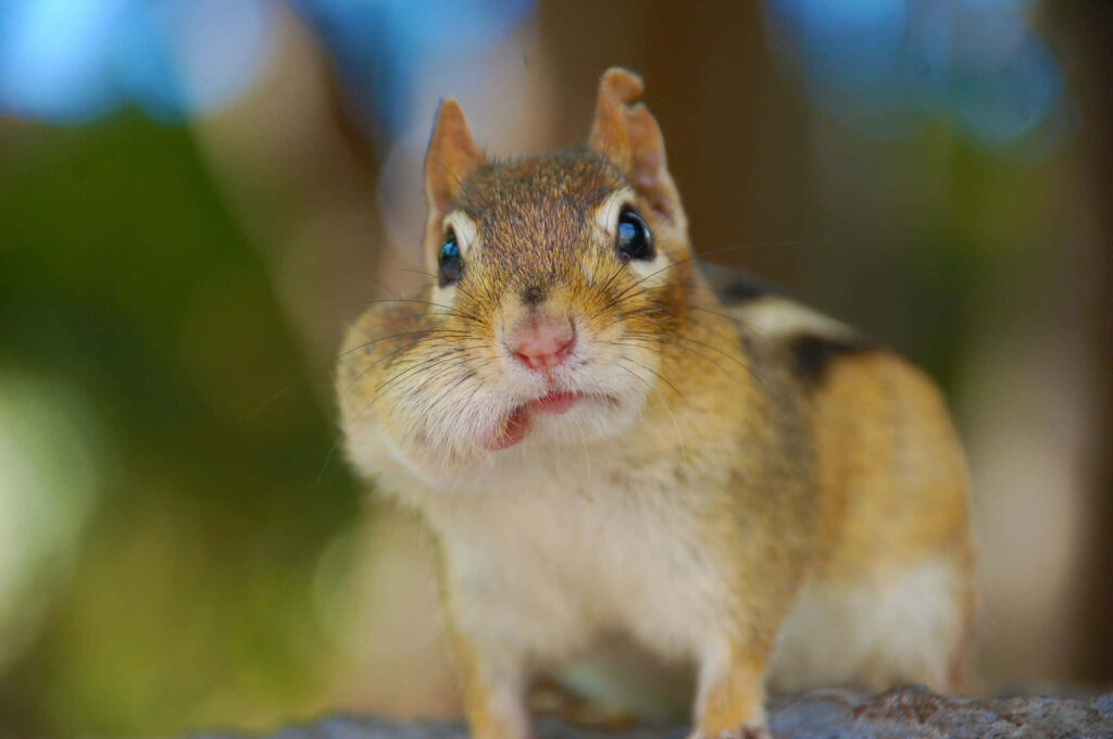 Adorable Chipmunk Wallpaper with Blurred Bokeh Background
