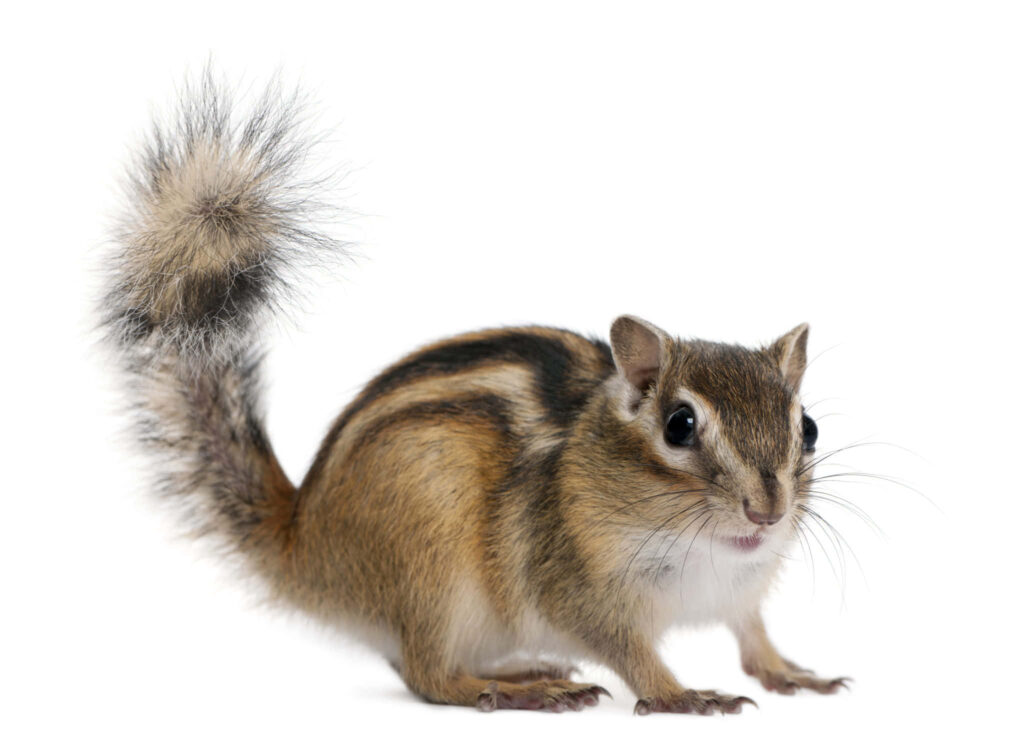 Charming Chipmunk Wallpaper on Clean White Background
