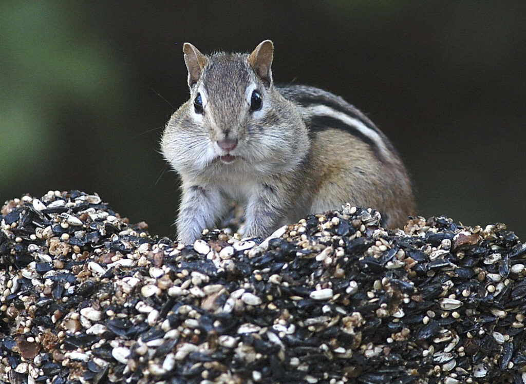 Adorable Chipmunk with Seeds on Birdseed Mound - Cute Wallpaper