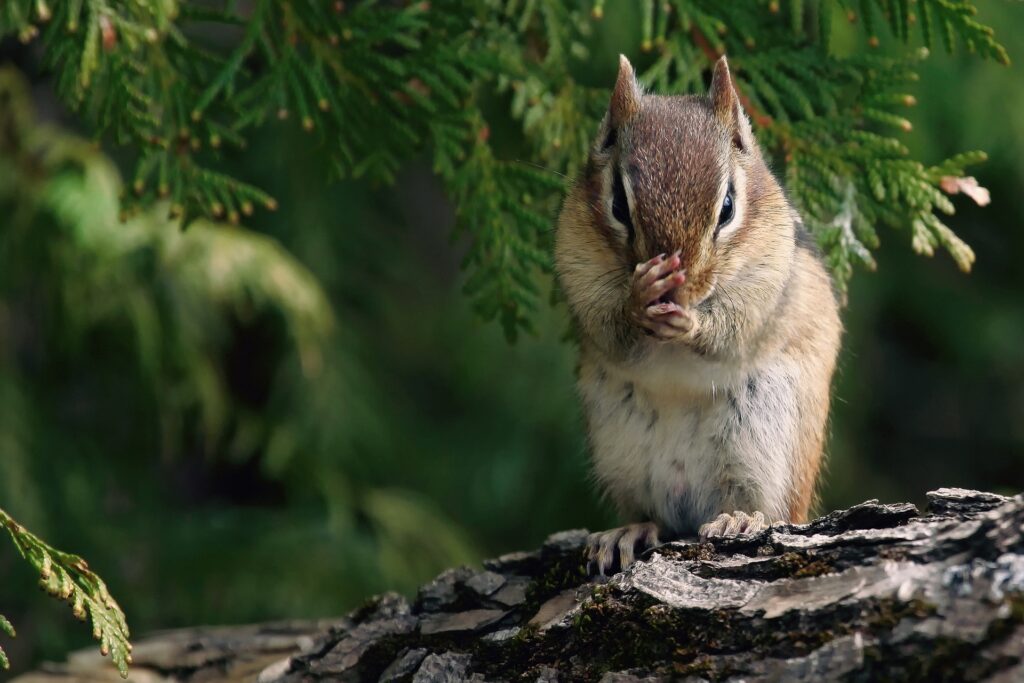 Adorable Chipmunk on Bark: Serene Nature Wallpaper Background