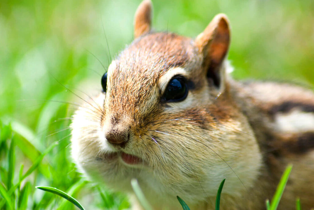 Adorable Chipmunk with Full Cheeks in Lush Green Grass Wallpaper