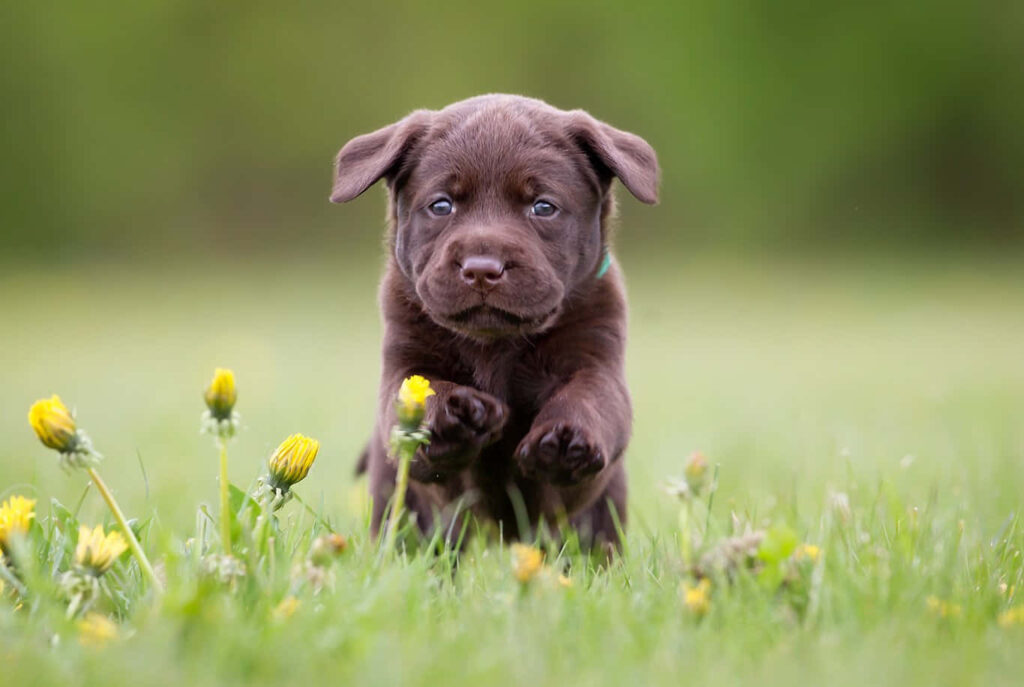 Charming Chocolate Labrador Puppy in Blooming Field – Wallpaper Background