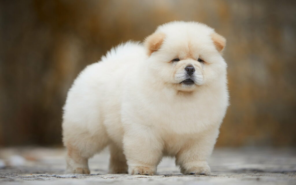 Fluffy Fun: HD Wallpaper of a Little Chow-Chow Puppy, the Cutest and Funniest of Dogs