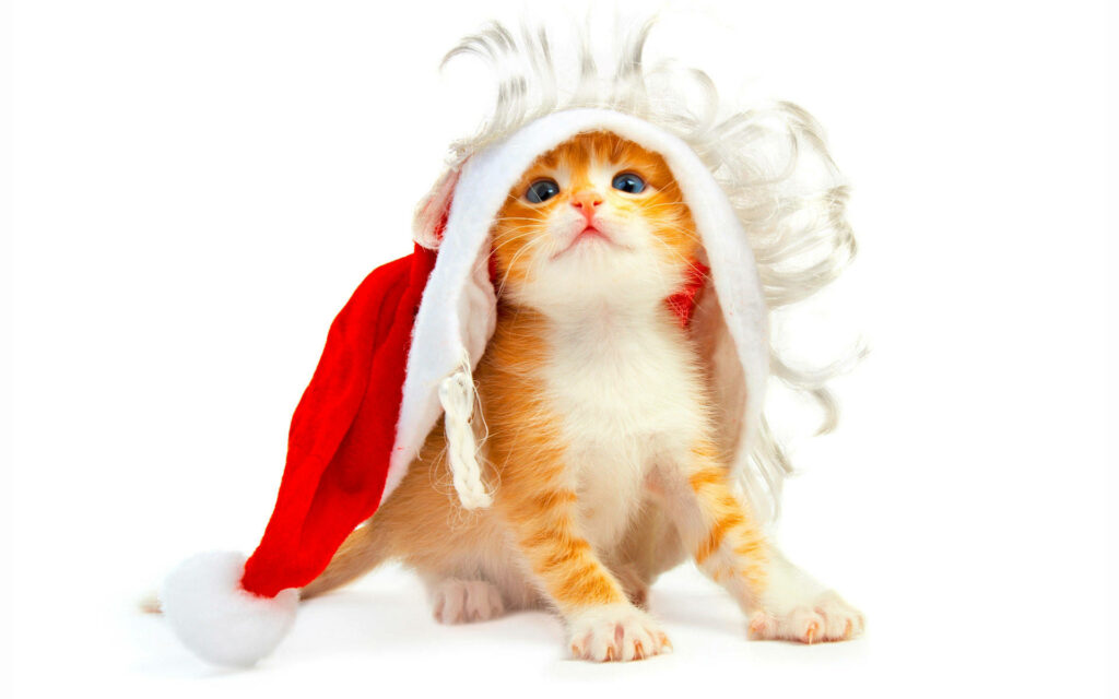 Charming Christmas Wallpaper: Playful Kitten in Santa Hat Background