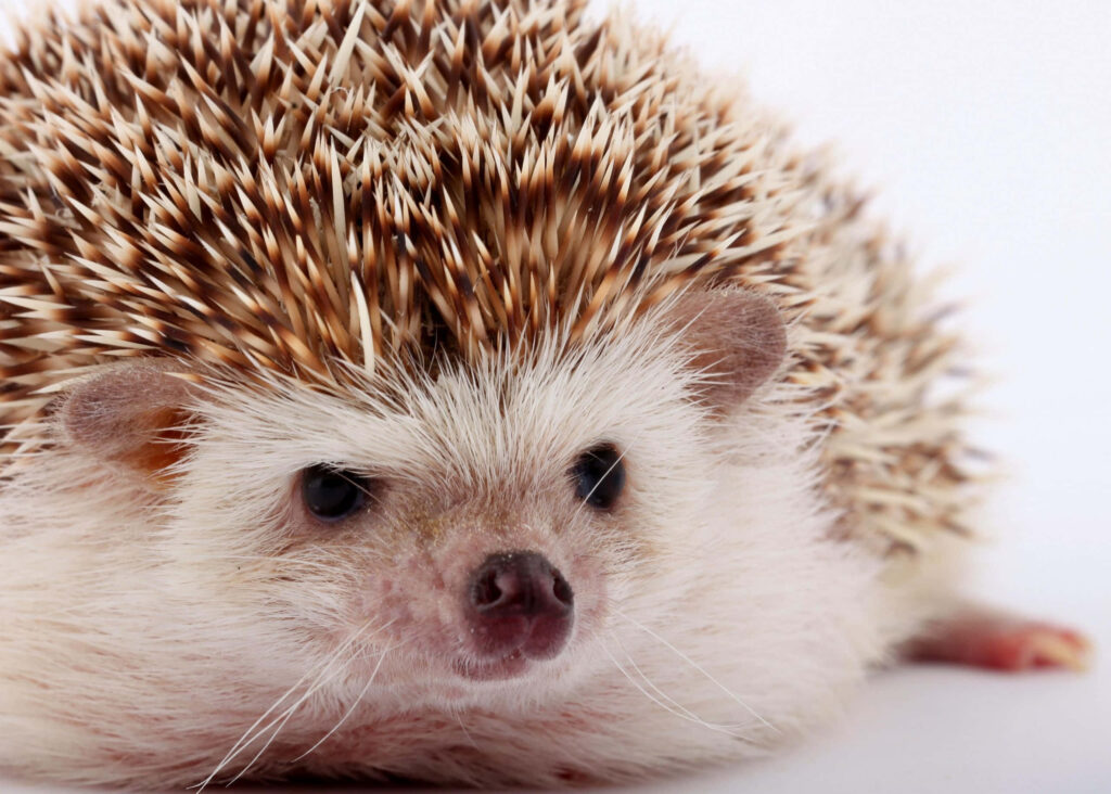 Adorable Chubby Hedgehog Wallpaper - Cute Pet Background