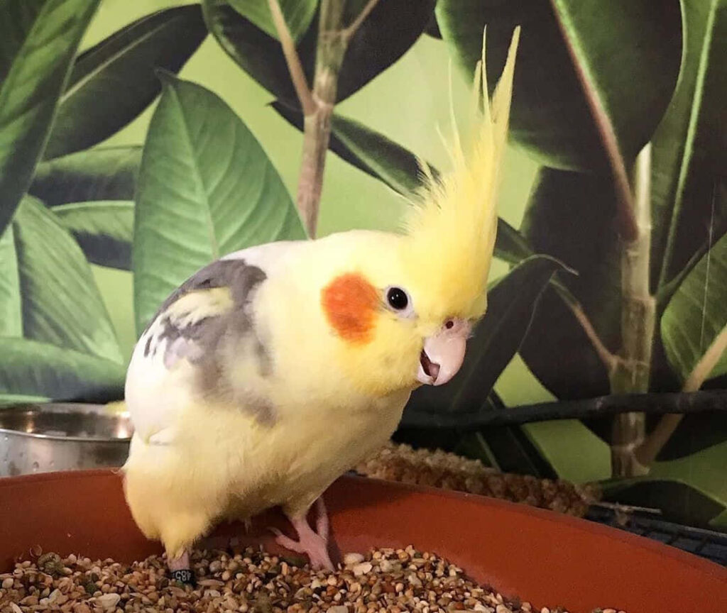 Cute Cockatiel Wallpaper: Bright Crest & Green Nature Background