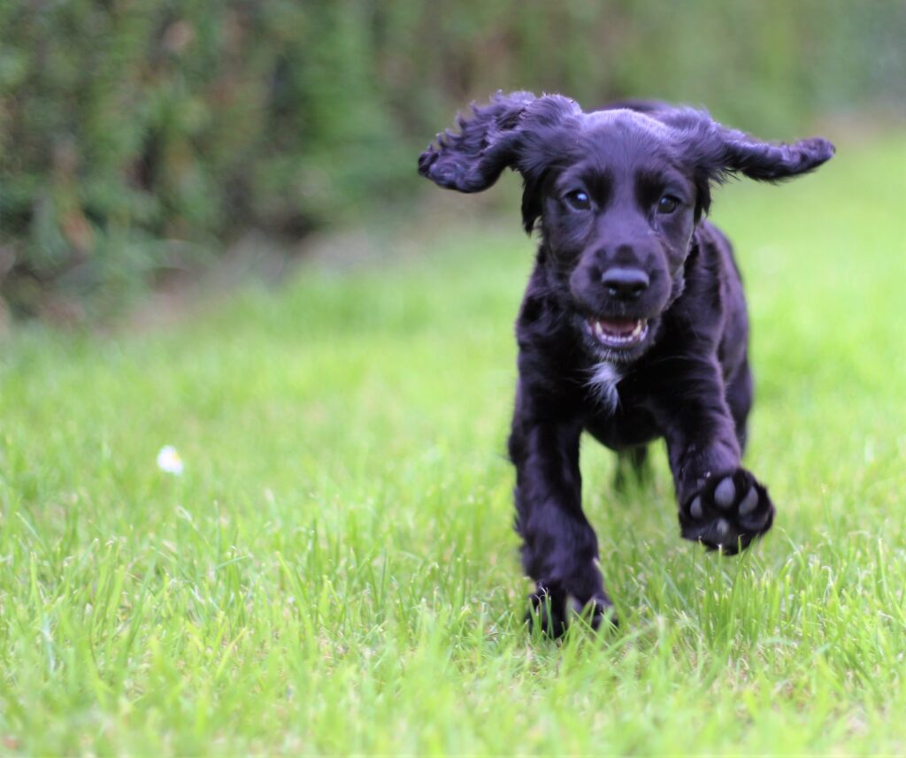 Joyful Cocker Spaniel Puppy on Green Lawn - Perfect Dog Lover Wallpaper