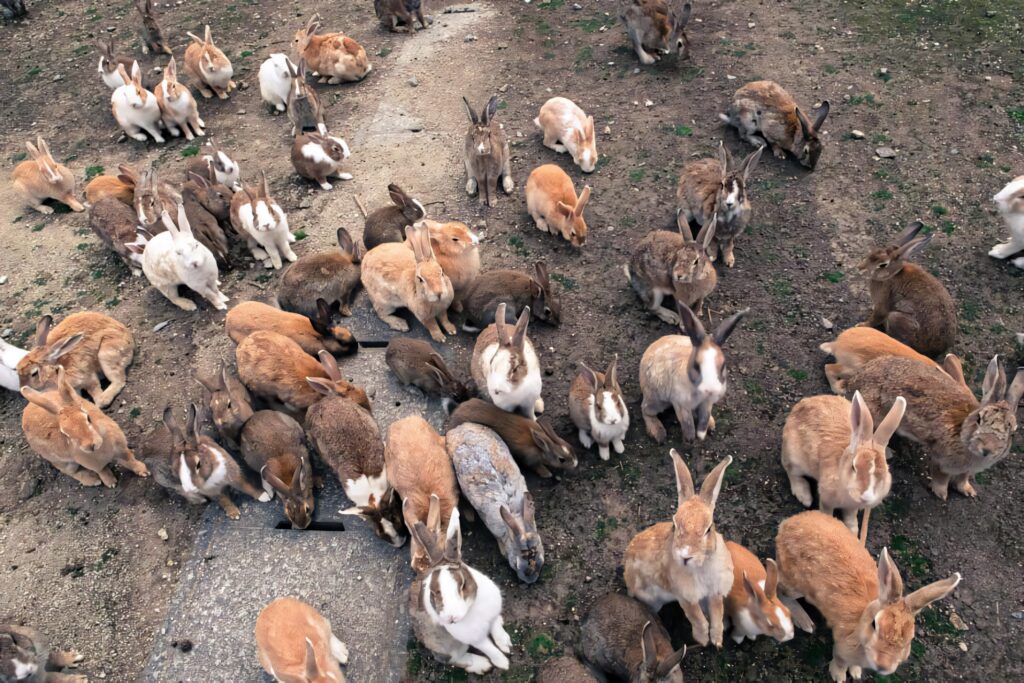 Colorful Rabbits Outdoors: Heartwarming Wallpaper Background