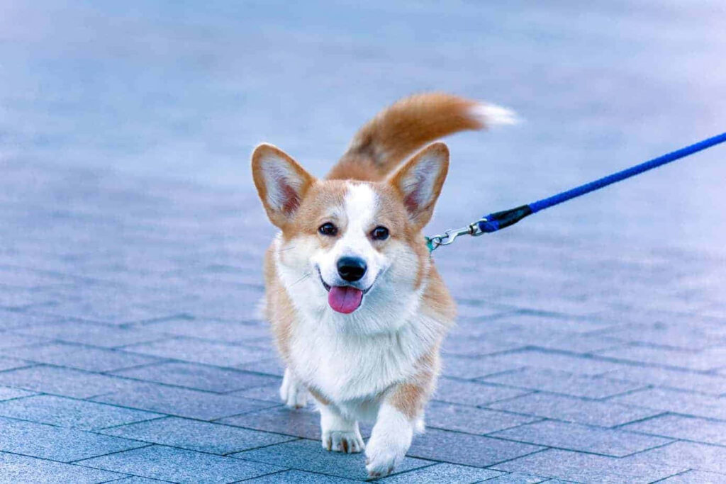 Happy Corgi Walking on Leash - Cheerful Wallpaper Background