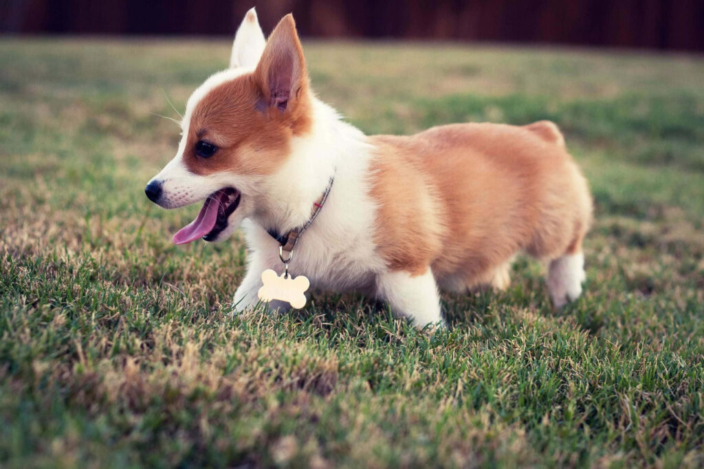 Adorable Corgi Puppy Exploring Grass - Heartwarming Wallpaper Background