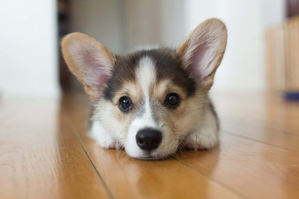 Adorable Corgi Puppy Wallpaper for a Heartwarming Background