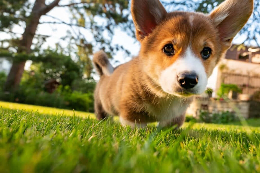 Adorable Corgi Puppy Close-Up: Fluffy Coat & Sunlit Grass Background Wallpaper