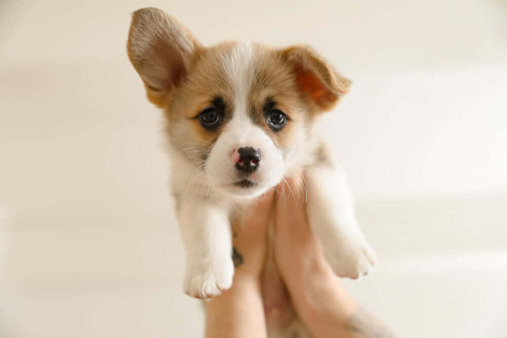 Adorable Corgi Puppy Wallpaper - Fluffy, Cute & Curious