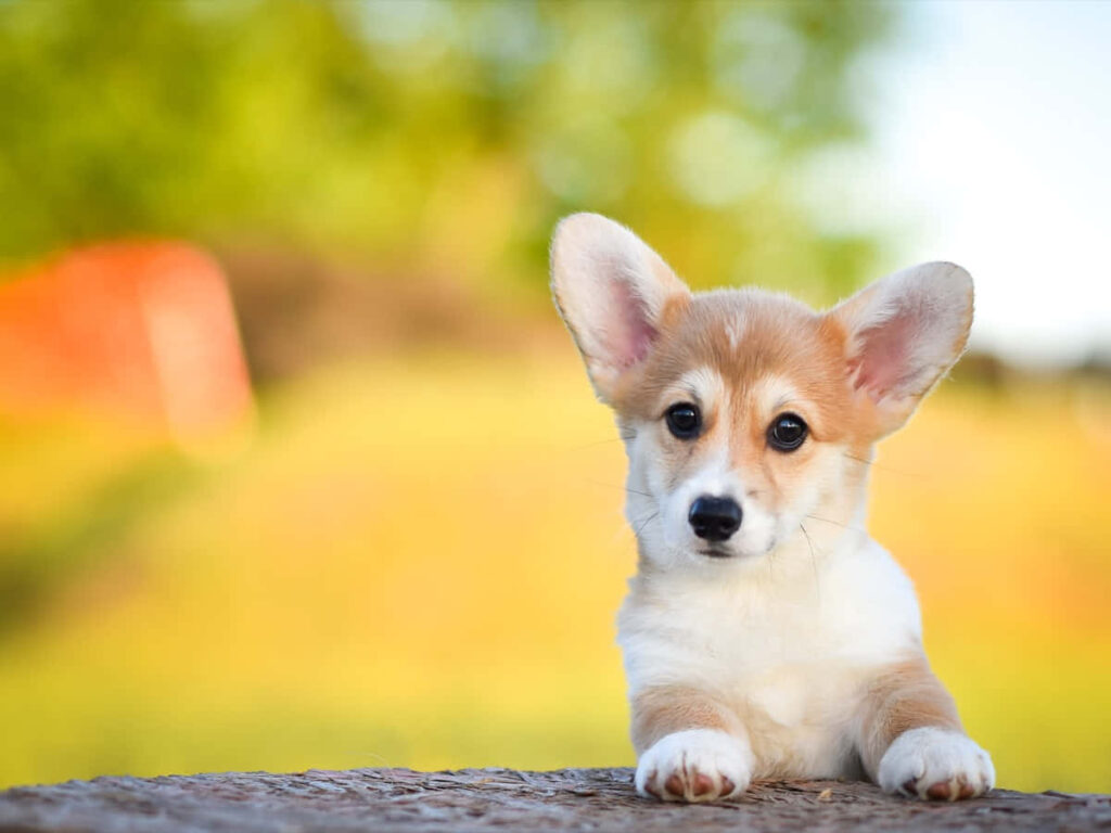 Charming Corgi Puppy Wallpaper: Playful Pose on Vibrant Background