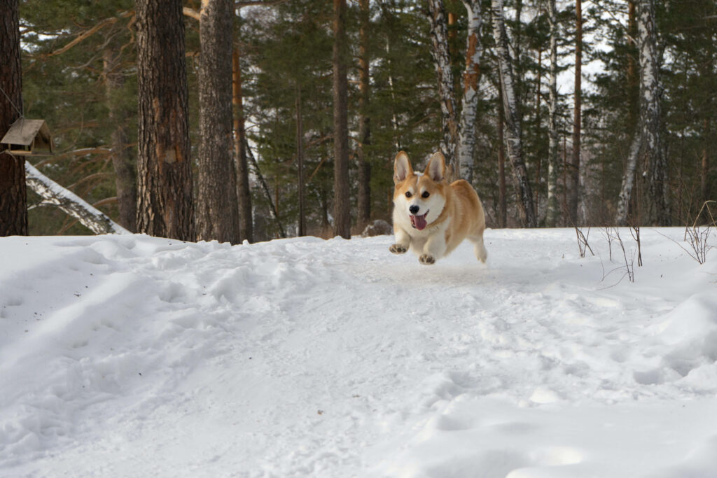 Playful Corgi Running in Snowy Forest - Joyful Wallpaper Background