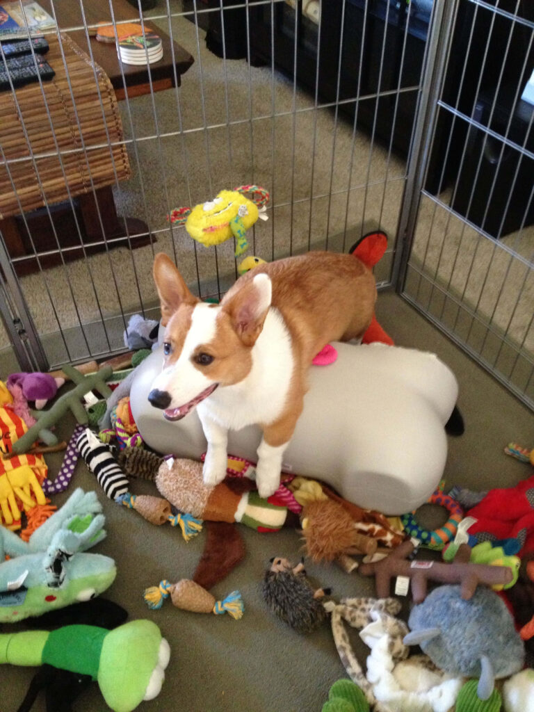 Cheerful Corgi Surrounded by Colorful Toys – Adorable Wallpaper