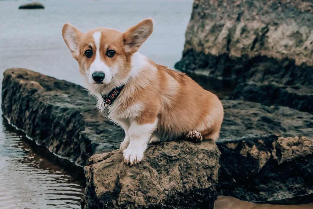 Charming Corgi Beach Wallpaper: Adorable Coastal Scene Background