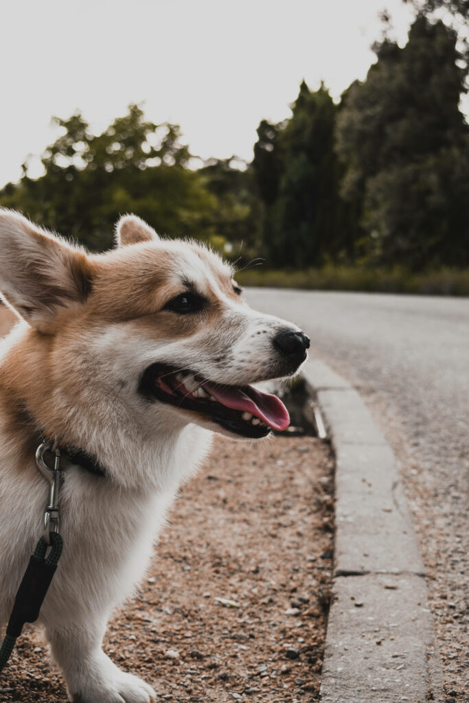 Adorable Corgi Walking on Scenic Path - Cheerful Wallpaper Background