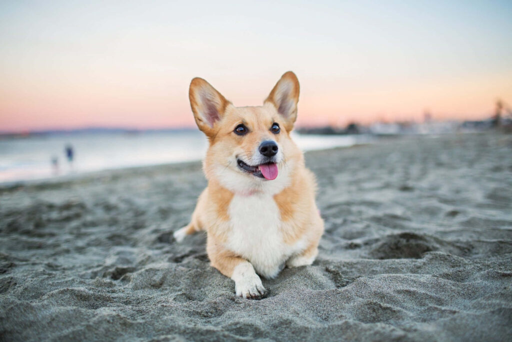 Joyful Corgi Relaxing on Beach at Sunset - Adorable Wallpaper Background