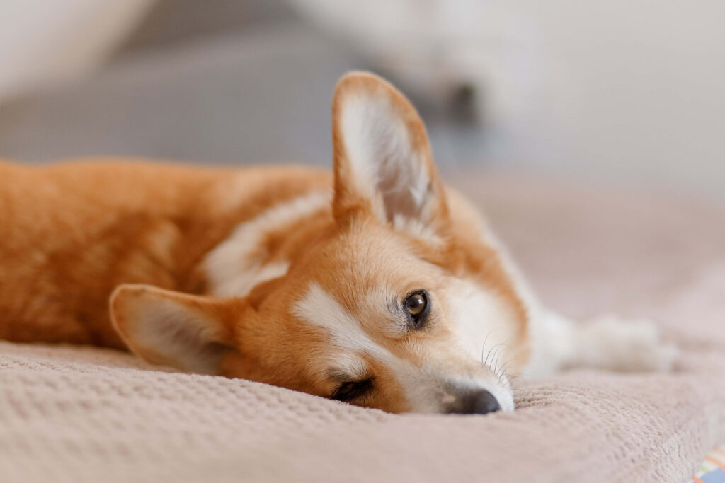 Adorable Corgi Wallpaper: Relaxed Pup in Cozy Close-Up