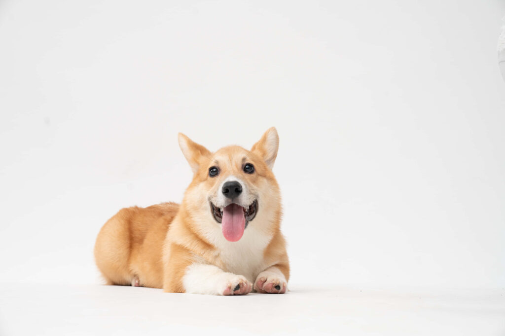 Adorable Corgi Sphinx Wallpaper: Playful & Cheerful Desktop Background
