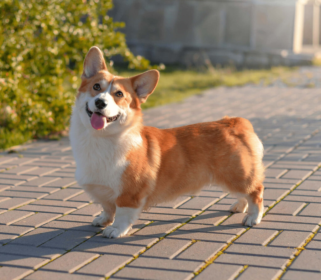 Adorable Corgi Wallpaper: Cheerful Pup on a Sunlit Pathway Background