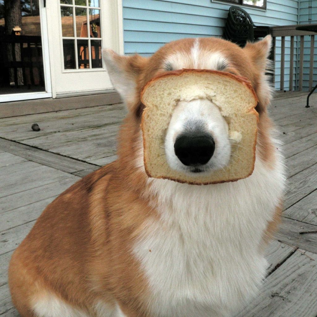 Adorable Corgi dog wearing bread slice mask on sunny wooden deck funny quirky wallpaper