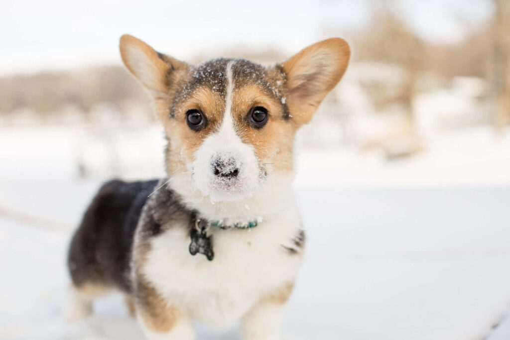 Adorable Corgi in Snow - Heartwarming Winter Wallpaper Background