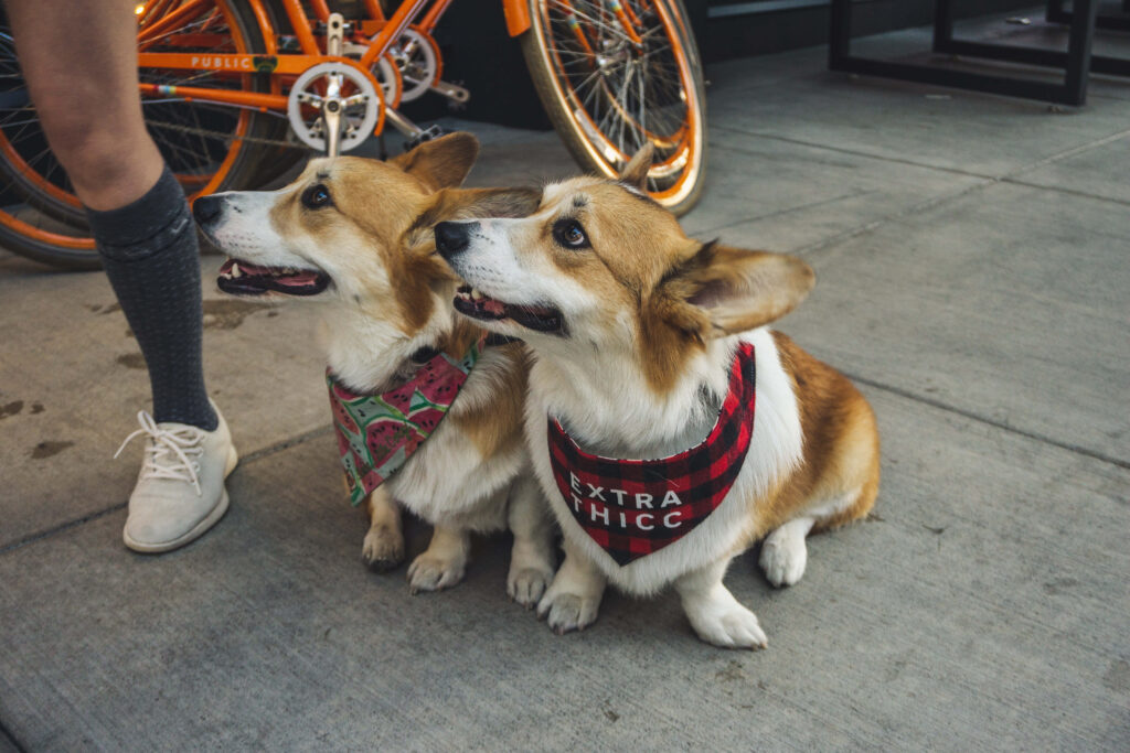 Charming Corgis with Bandanas on Pavement - Vibrant Wallpaper