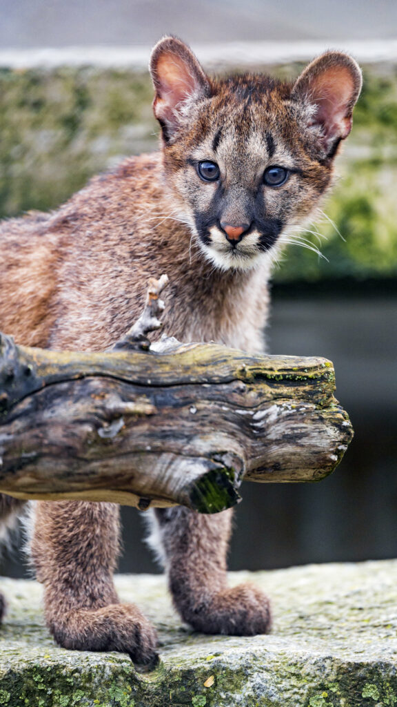 Adorable Cougar Cub Peeking from Log - Nature Wallpaper Background