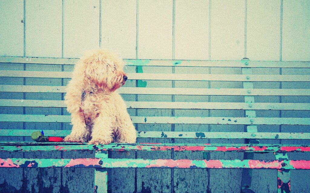 Adorable Curly-Haired Dog on Colorful Bench – Charming Background Wallpaper