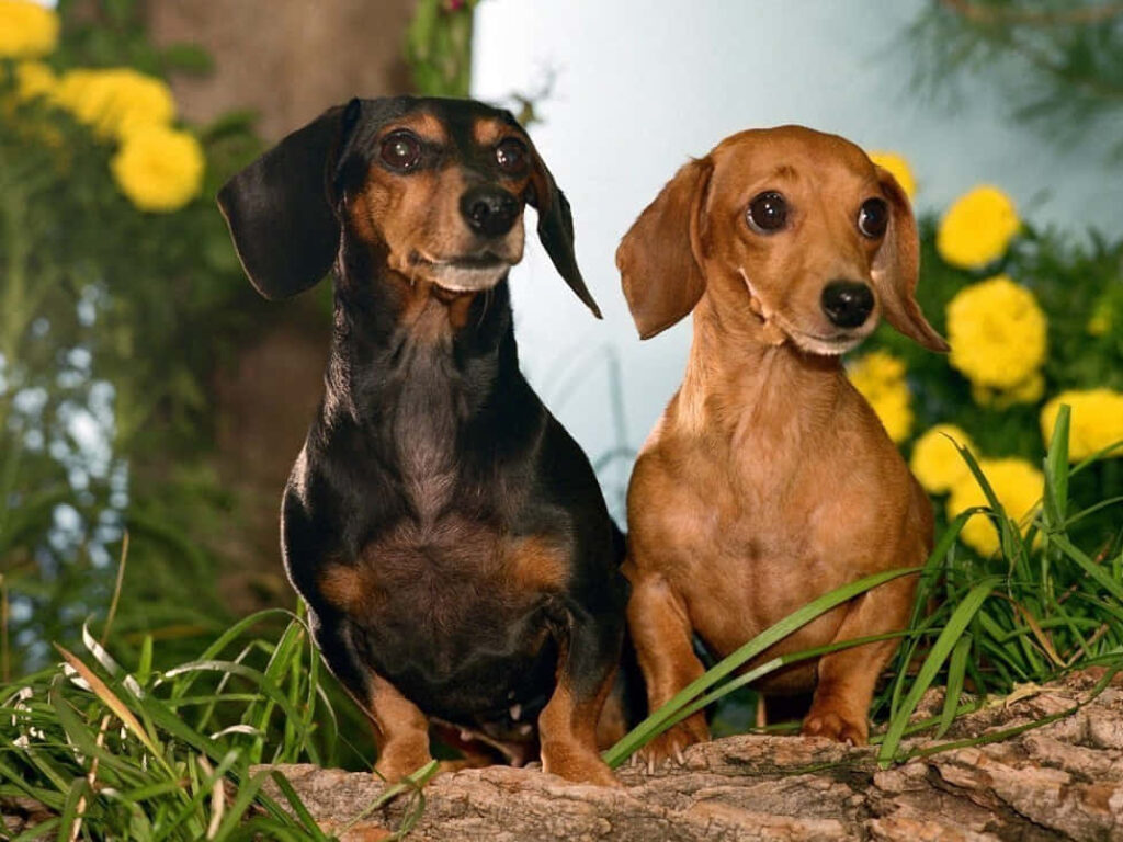 Adorable Dachshunds in a Lively Natural Setting - Cheerful Wallpaper