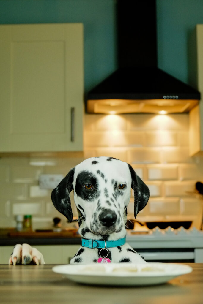 Adorable Dalmatian Dog Peering Over Kitchen Counter – Modern Decor Wallpaper