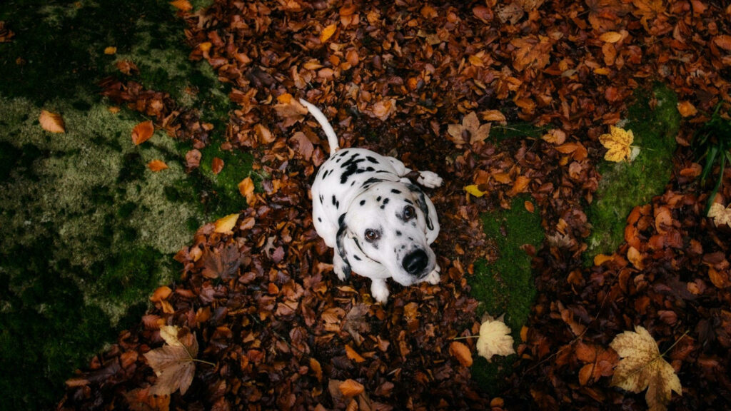 Dalmatian dog sitting in colorful autumn leaves with white coat and black spots fall wallpaper background
