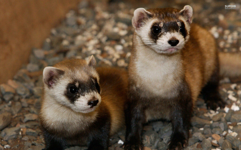 Adorable Dark Brown Ferrets Wallpaper: Nature-Themed Design