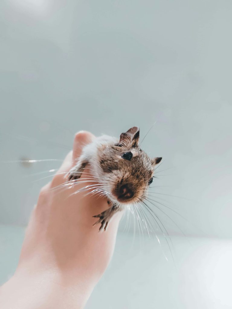 Close-up of a cute brown degu with long whiskers in hand against bright minimalist background Wallpaper