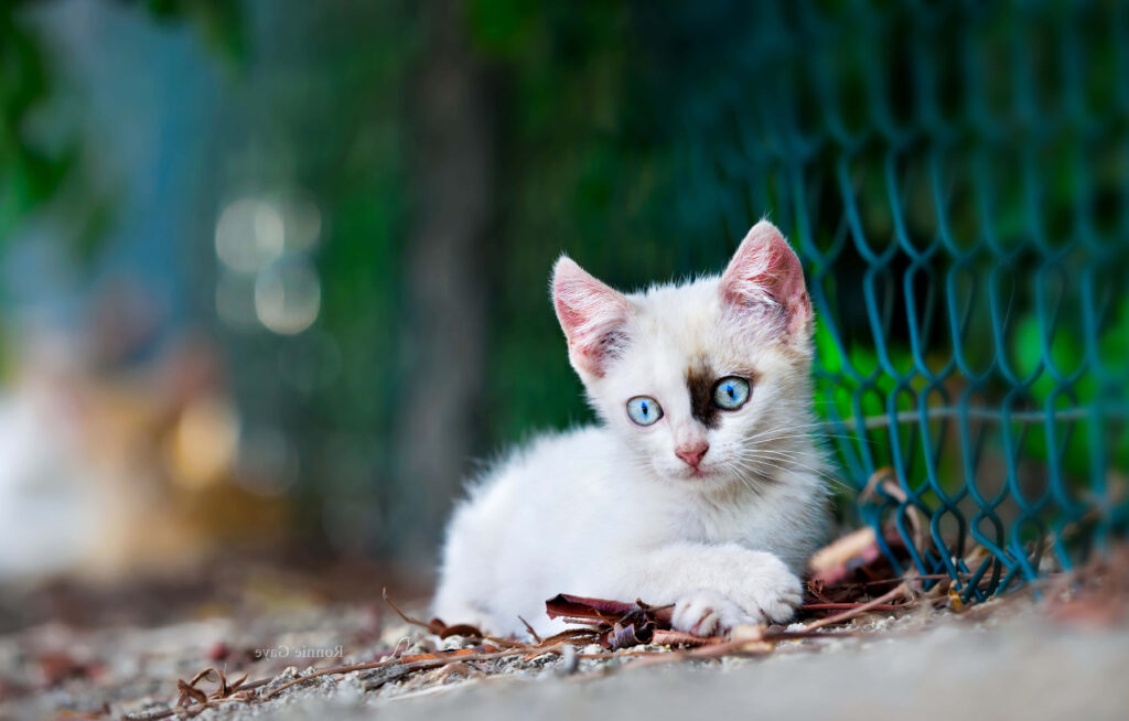 Cute White Cat Sitting besides Fence Captured in 4K Wallpaper