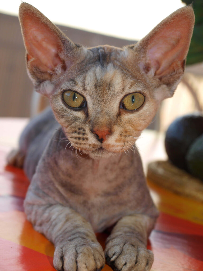 Adorable Devon Rex Cat Close-Up: Perfect Feline Wallpaper Background