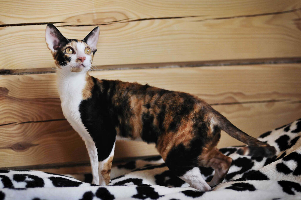 Charming Devon Rex Cat Wallpaper: Unique Curly Coat & Cozy Vibes