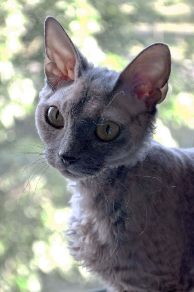 Adorable Devon Rex Cat Wallpaper with Serene Outdoor View