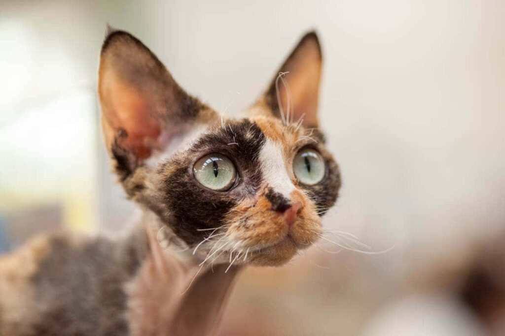 Adorable Devon Rex Cat Close-Up Wallpaper with Mesmerizing Green Eyes